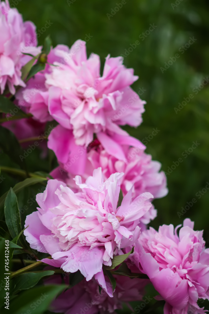 Beautiful fragrant flowers in summer garden. Pink peonies in full bloom. Beautiful fragrant flowers in summer garden. Pink peonies in full bloom.