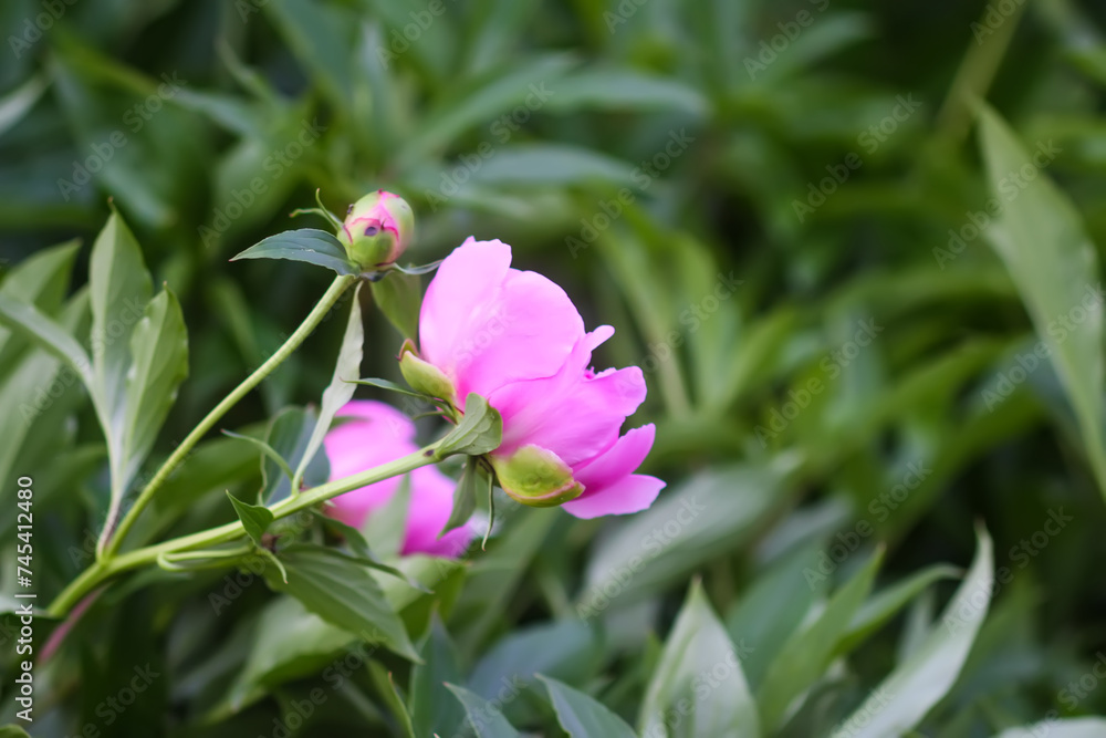 Beautiful fragrant flowers in summer garden. Pink peonies in full bloom. Beautiful fragrant flowers in summer garden. Pink peonies in full bloom.