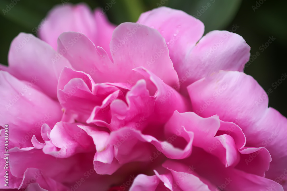 Beautiful fragrant flowers in summer garden. Pink peonies in full bloom.