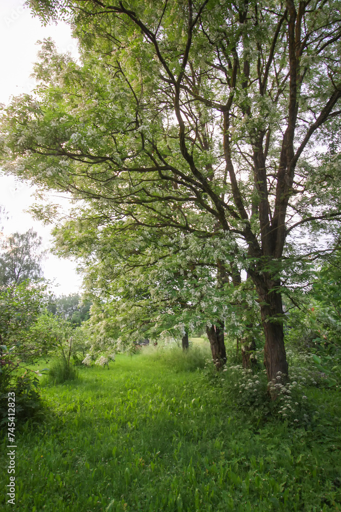Robinia pseudoacacia, false acacia trees in bloom. Robinia pseudoacacia, false acacia trees in bloom.