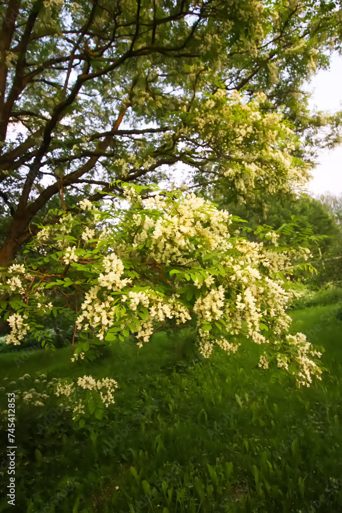 Robinia pseudoacacia, false acacia trees in bloom. Robinia pseudoacacia, false acacia trees in bloom.