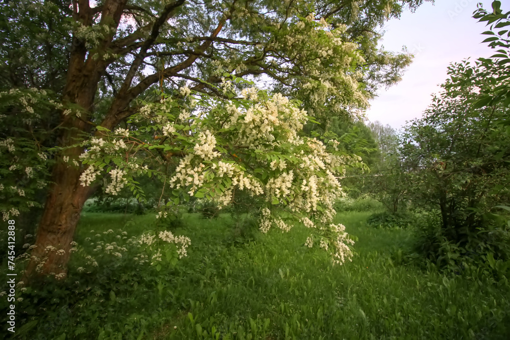 Robinia pseudoacacia, false acacia trees in bloom. Robinia pseudoacacia, false acacia trees in bloom.