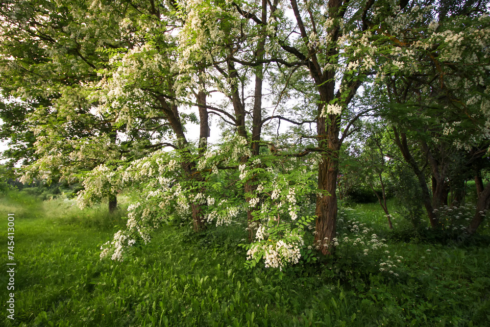 Robinia pseudoacacia, false acacia trees in bloom. Robinia pseudoacacia, false acacia trees in bloom.