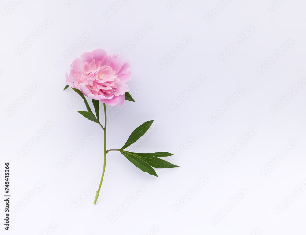 Beautiful fragrant flower. Pink peony on white background. Beautiful fragrant flower. Pink peony on white background.