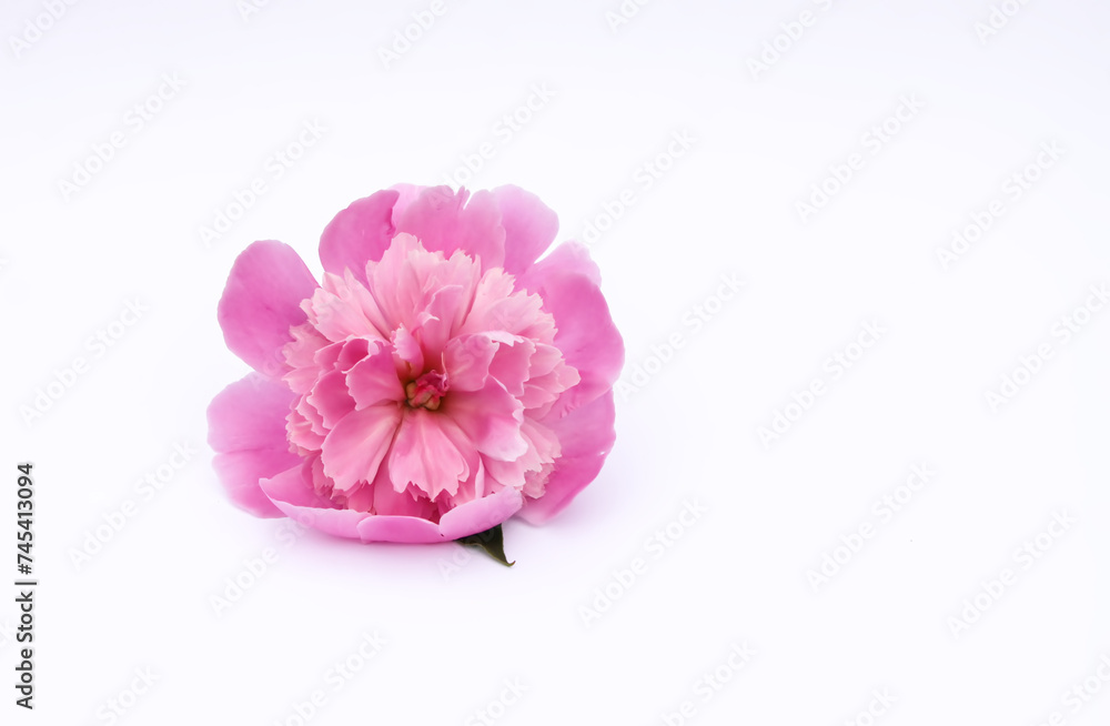 Beautiful fragrant flowers. Pink peonies in a small basket. Floral decor.