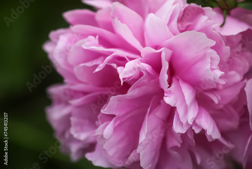 Beautiful flowers in summer garden. Pink peonies.