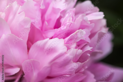 Beautiful flowers in summer garden. Pink peonies.