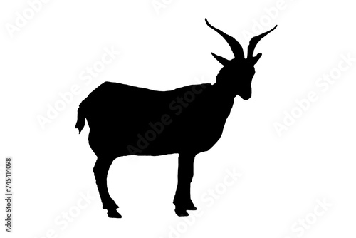 sheep silhouette black and white vector image Domestic animal portrait, beauty, body line art. For use as a brochure template or for use in web design photo