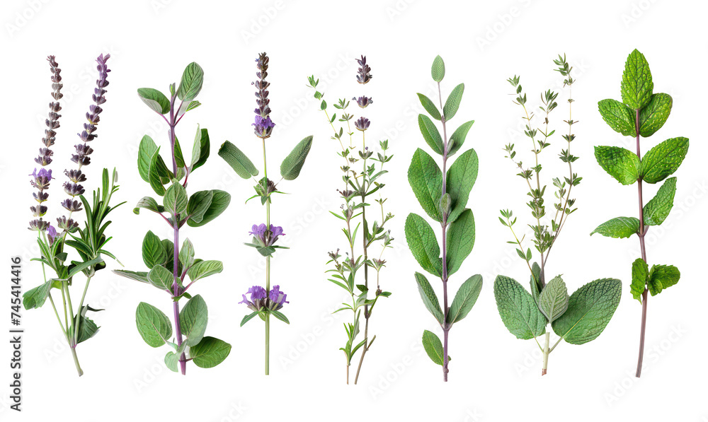 Assortment of fresh culinary herbs, cut out - stock png. Assortment of fresh culinary herbs, cut out - stock png.