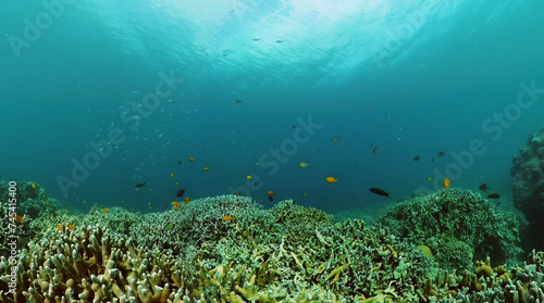 Underwater landscape with colorful tropical fish and coral reefs.