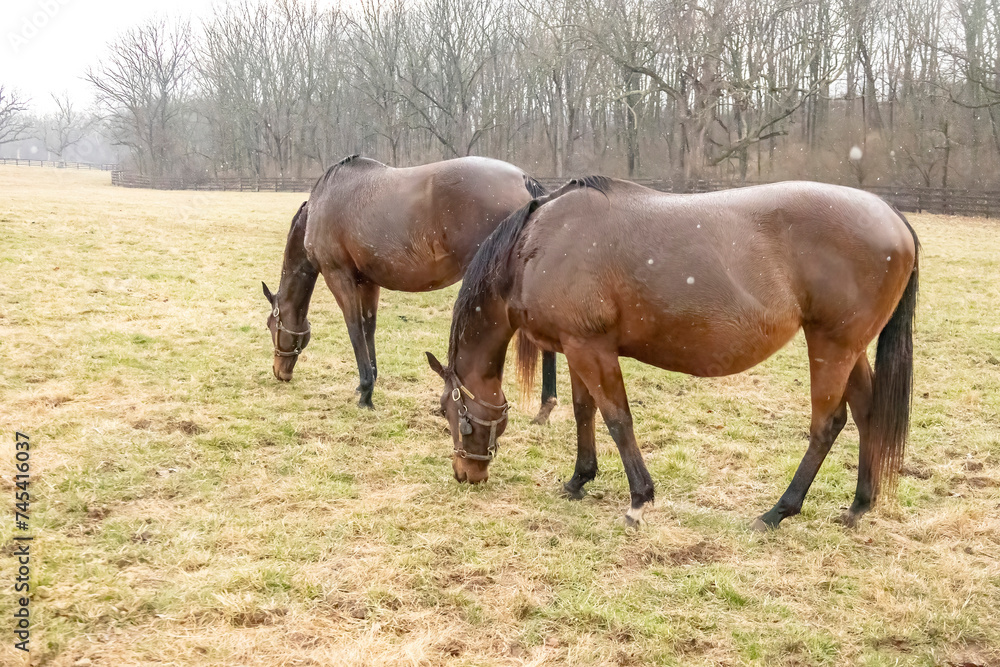 Two pregnant Thoroughbred broodmares grazing in a pasture while it is raining in early spring. Two pregnant Thoroughbred broodmares grazing in a pasture while it is raining in early spring.
