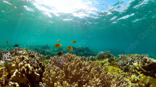 Fototapeta Naklejka Na Ścianę i Meble -  Underwater world life landscape. Beautiful coral reef with colorful fish. Marine protected area.