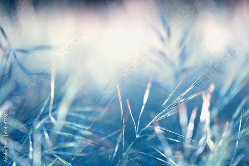 Blue meadow close-up. Abstract nature background. Fresh spring grass