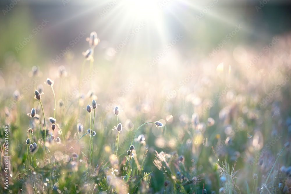 Summer meadow background. Field with sunlight