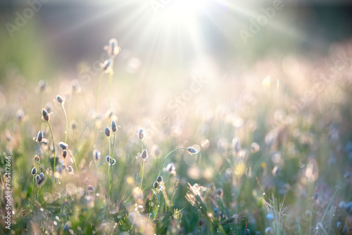 Summer meadow background. Field with sunlight photo