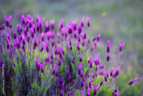 Blooming lavender background. Lavender field during sunset, close-up