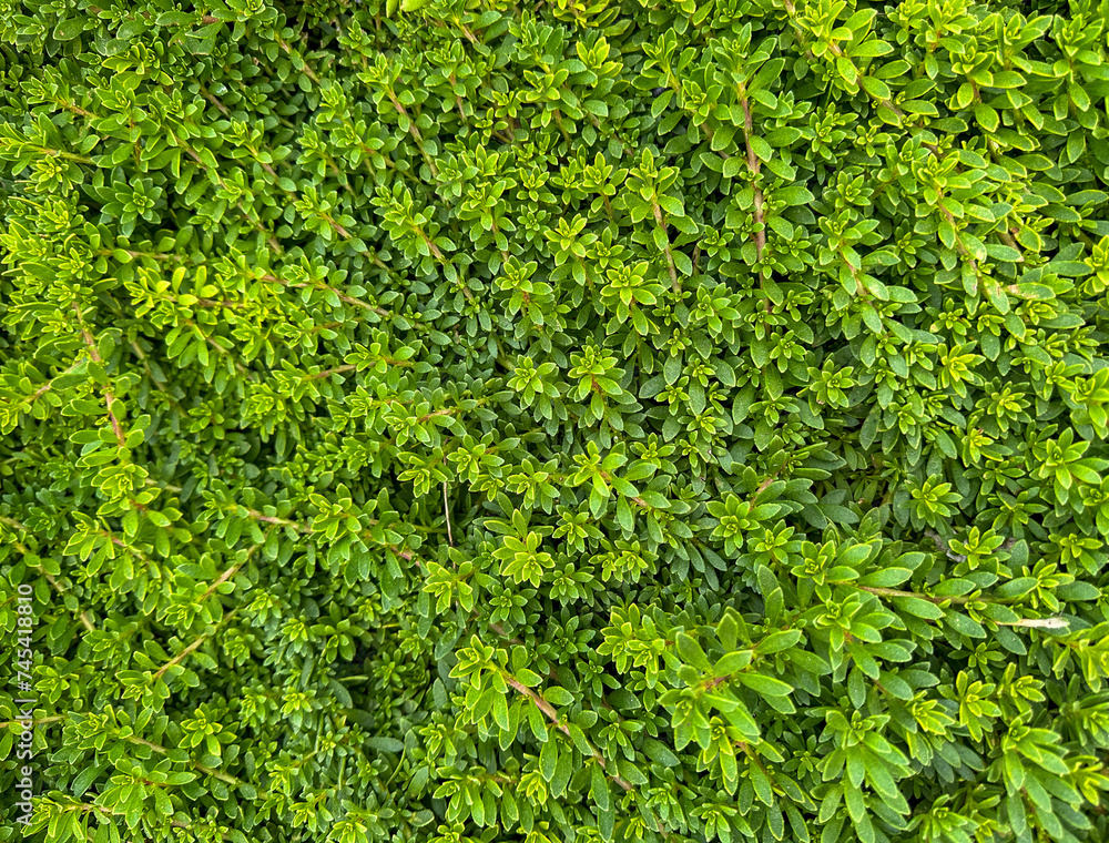 Cactus, Succulent ground cover Cactus, Succulent ground cover