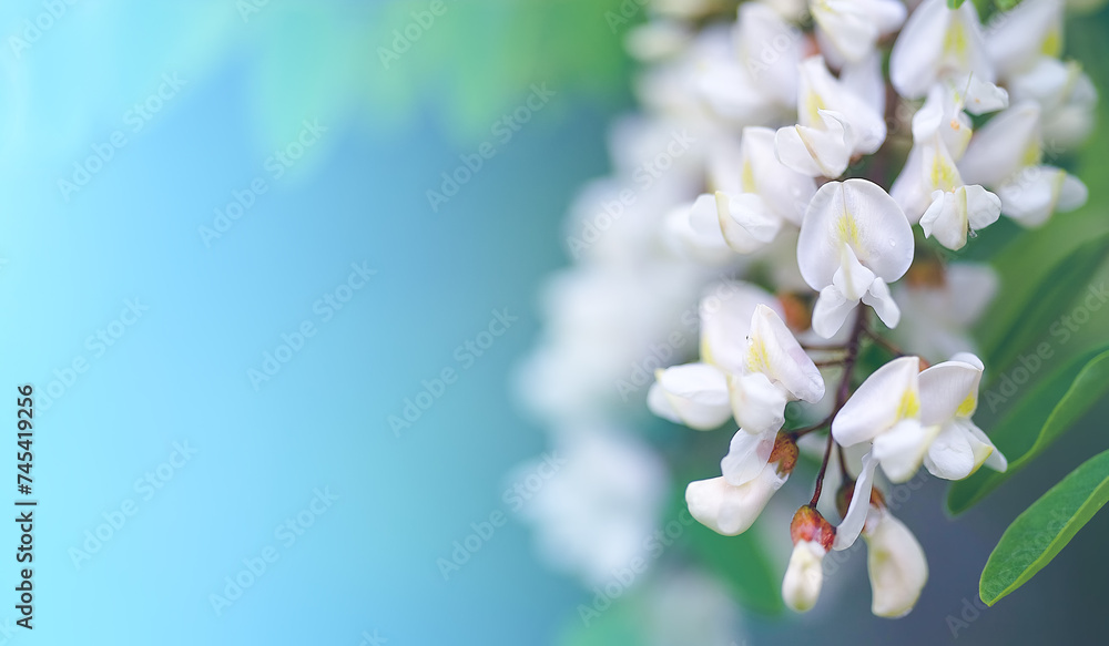 Spring flowers background. White flowers on the blue sky background Spring flowers background. White flowers on the blue sky background