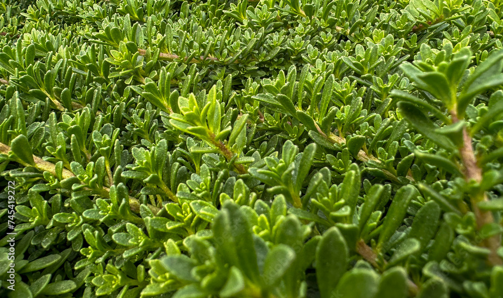 Cactus, Succulent ground cover Cactus, Succulent ground cover