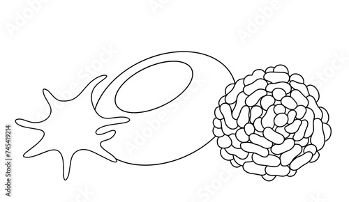 Erythrocyte. Leukocyte. Platelet. Blood