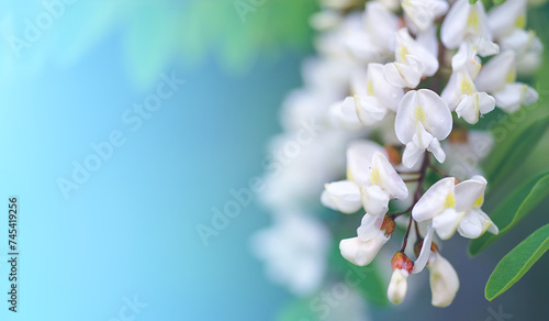 Spring flowers background. White flowers on the blue sky background