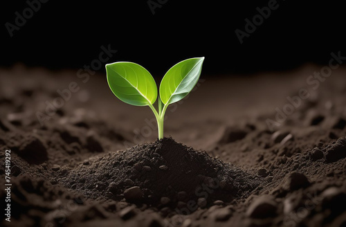 seedling in the ground on a dark background photo