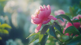 Delicadeza vibrante Peônia rosa em plena floração sob a suave luz natural em close detalhado