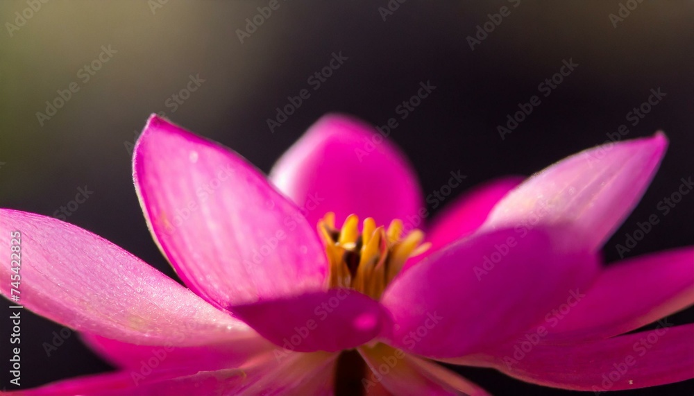 Soft pink flower close-up. Stunningly beautiful nature background.
