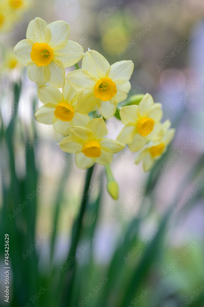 Beautiful wild fragrant Narcissus flowers in full bloom at Feb Meadow nature reserve. Blacksea region Turkey.	