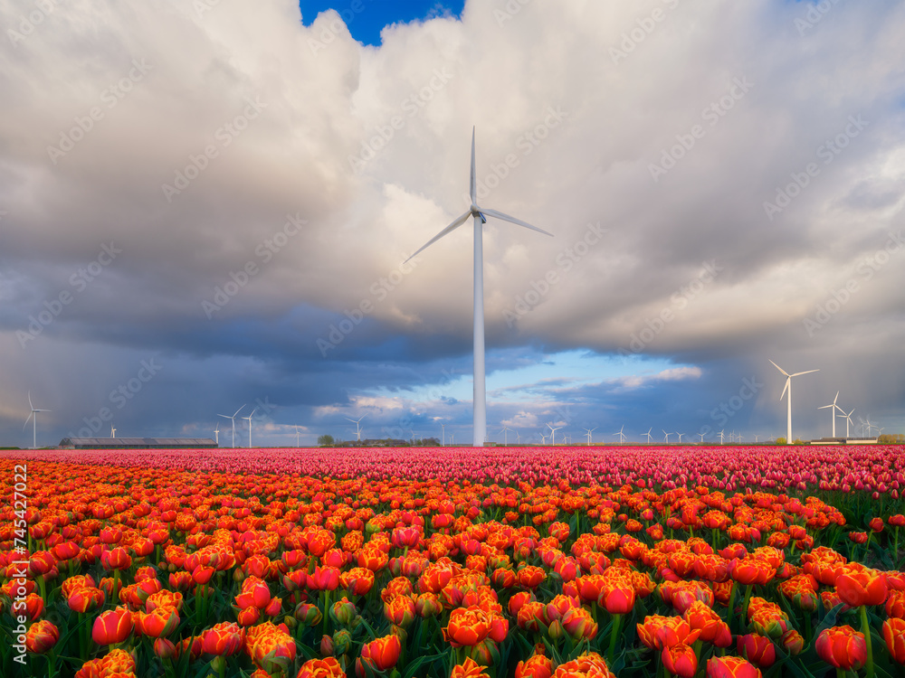 A field of tulips during storm, Netherlands. A wind generator in a field in the Netherlands. Green energy production. Landscape with flowers. Photo for wallpaper and background.