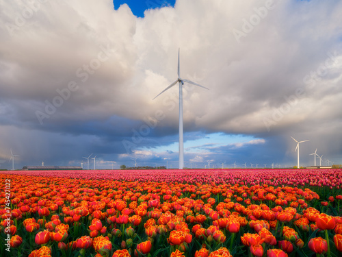 A field of tulips during storm, Netherlands. A wind generator in a field in the Netherlands. Green energy production. Landscape with flowers. Photo for wallpaper and background.