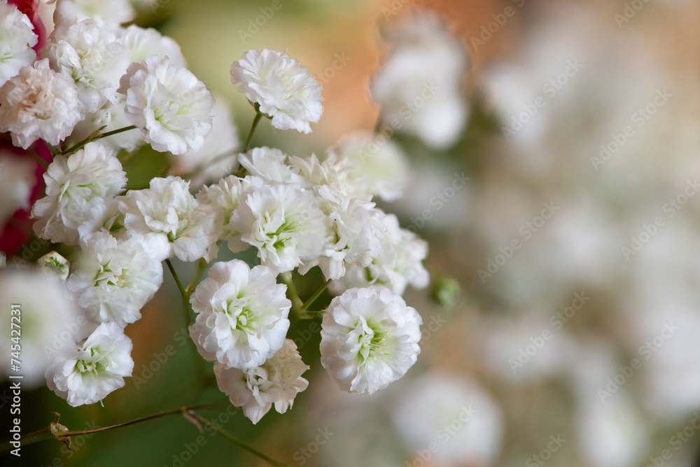 Close up of gypsophila flowers in bloom