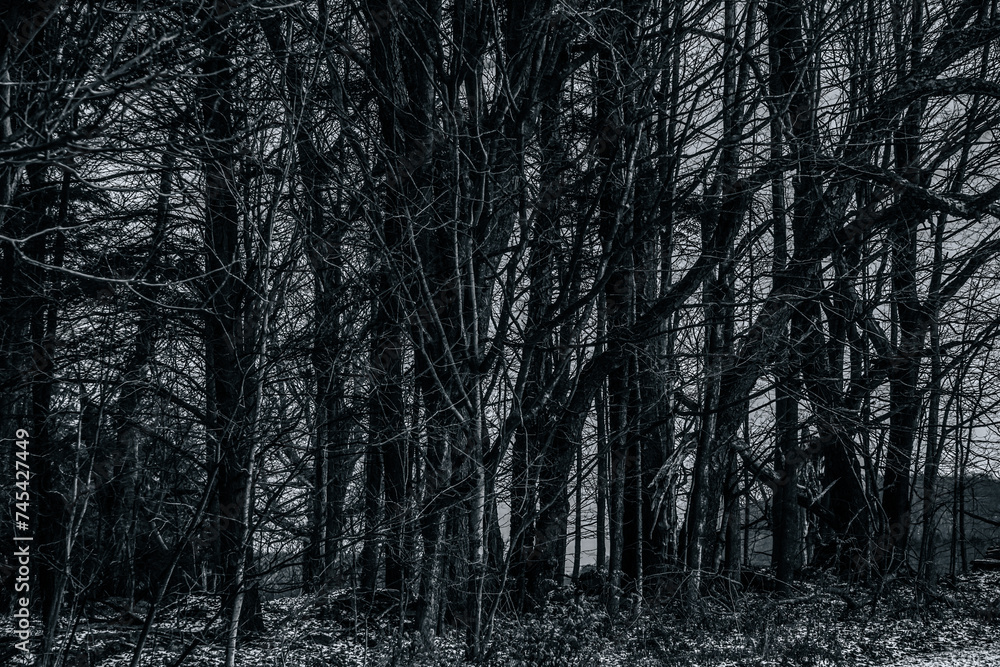 Fototapeta premium trees in the woods