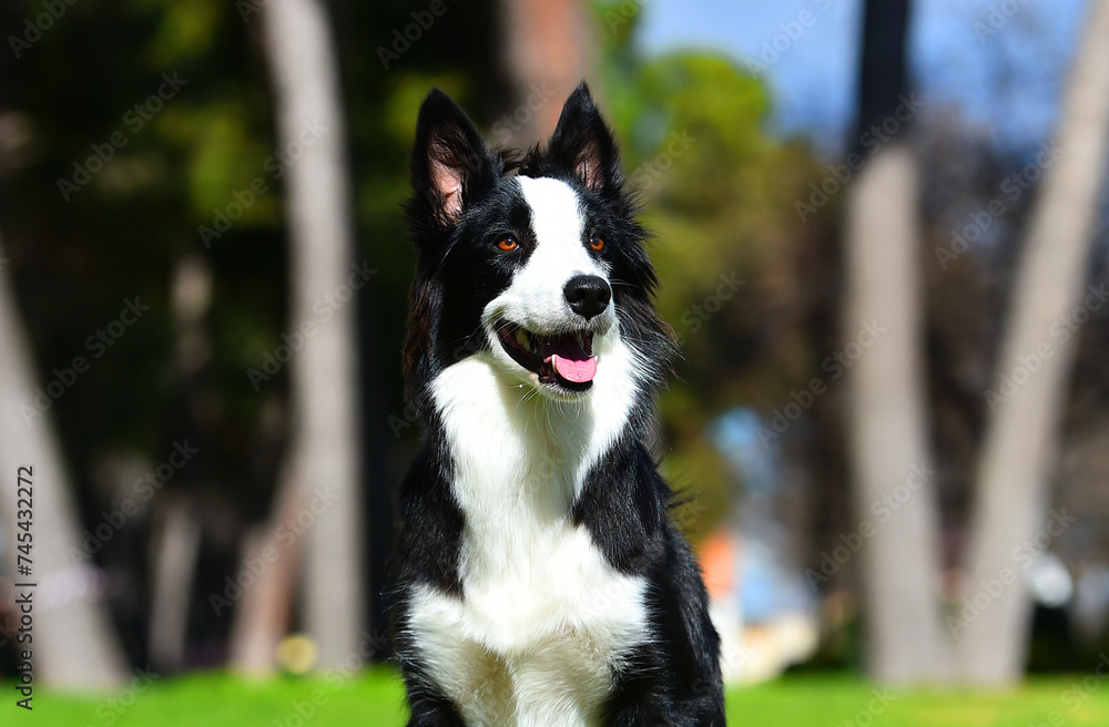 un bonito perro de raza Border collie en el parque