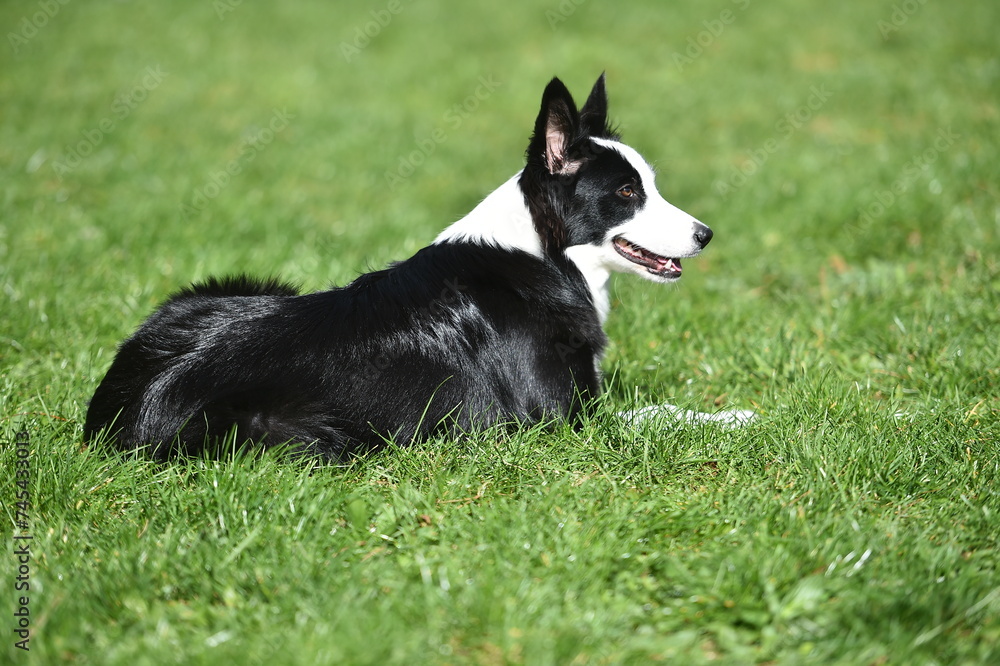 a beautiful and puppy border collie dog a beautiful and puppy border collie dog