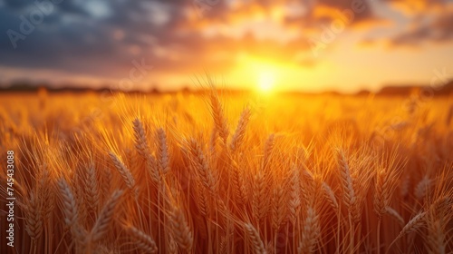 a field of wheat at sunset with the sun shining through the clouds and the sun peeking through the clouds in the distance  with the sun shining through the wheat.