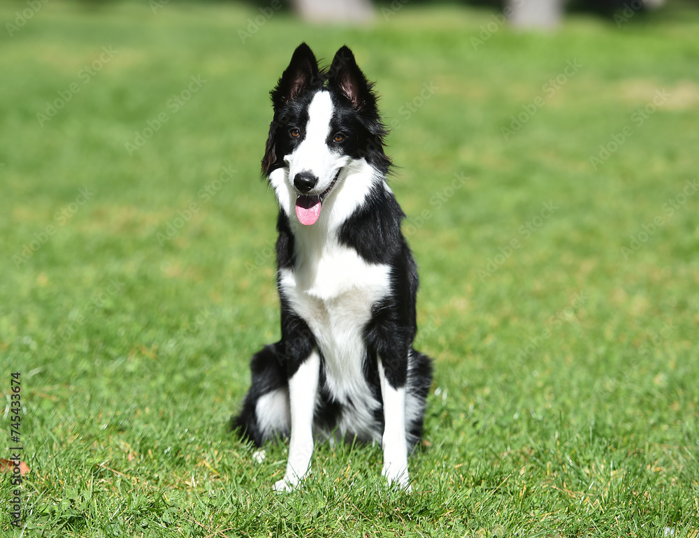 un bonito perro de raza Border collie en el parque