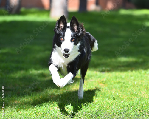 un bonito perro de raza Border collie en el parque