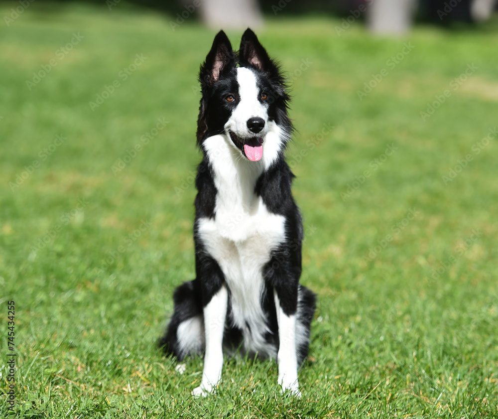 un bonito perro de raza Border collie en el parque