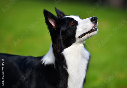 un bonito perro de raza Border collie en el parque