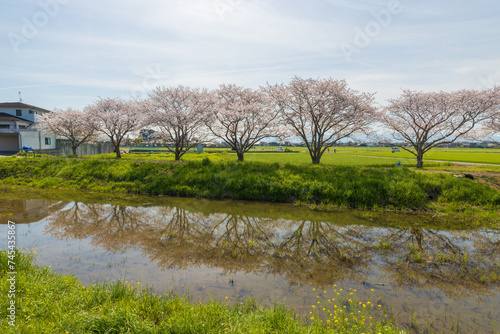 草場川の桜並木（福岡県筑前町）