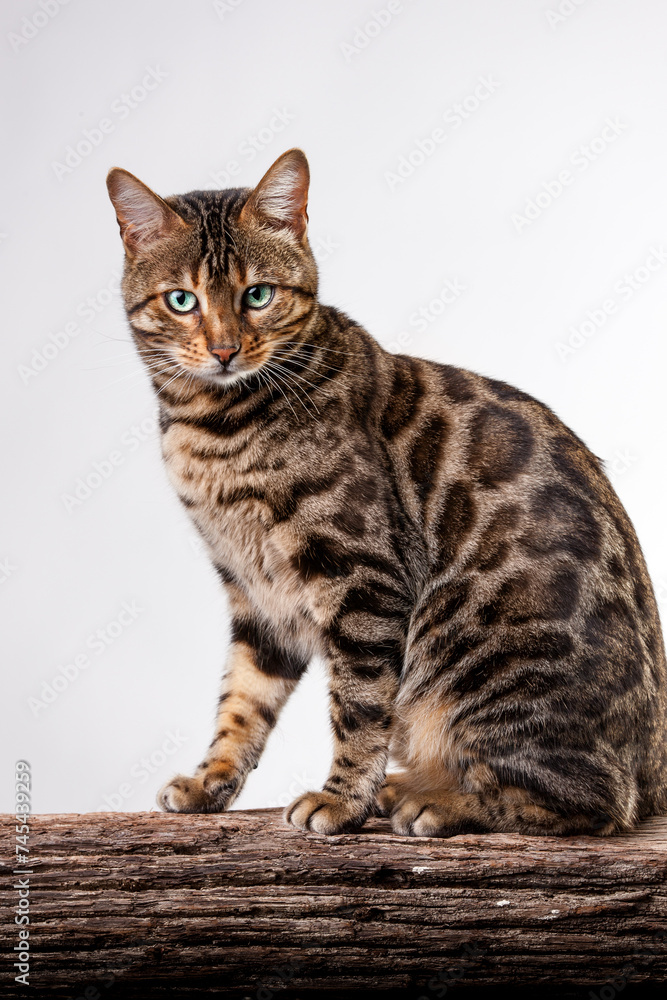 Bengal Cat on white Background