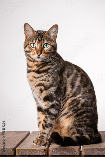 Brown Bengal Cat on white Background