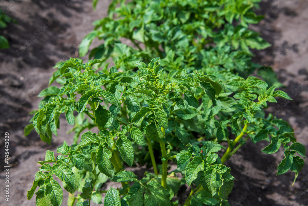 Young potato tops close-up