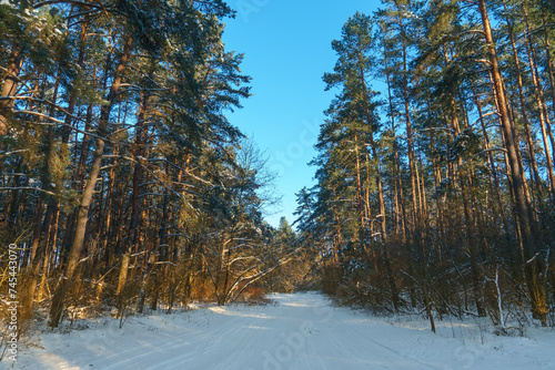 Winter forest landscape. View of the forest covered with snow during sunset. The sun's rays break through the tree trunks and reflect off the white snow.
