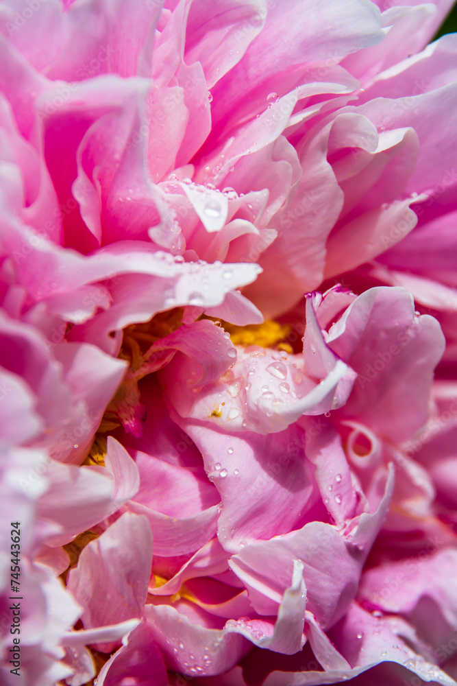 Obraz premium Beautiful pink background of royal peony flower petals close-up
