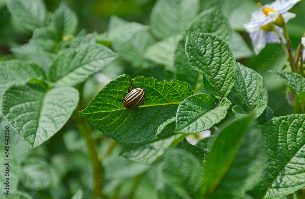 The Colorado potato beetle eats a green potato leaf. a dangerous pest that destroys potato crops. pest control The Colorado potato beetle eats a green potato leaf. a dangerous pest that destroys potato crops. pest control