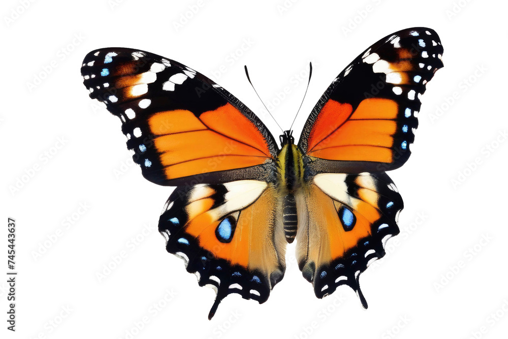 Obraz premium a high quality stock photograph of a single butterfly close up full body isolated on a white background