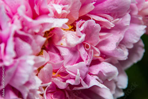 Beautiful pink background of royal peony flower petals close-up © Elena Tcykina
