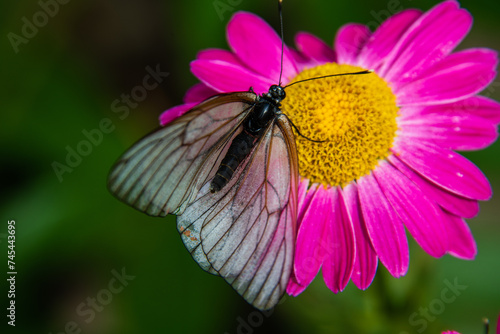 White hawthorn butterfly close-up on bright pink dolmata chamomile flower